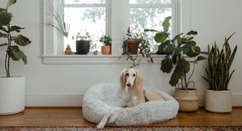 Find out Best Dog Beds in UK