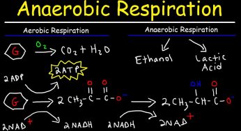 What Are The Differences Between Aerobic And Anaerobic Respiration?