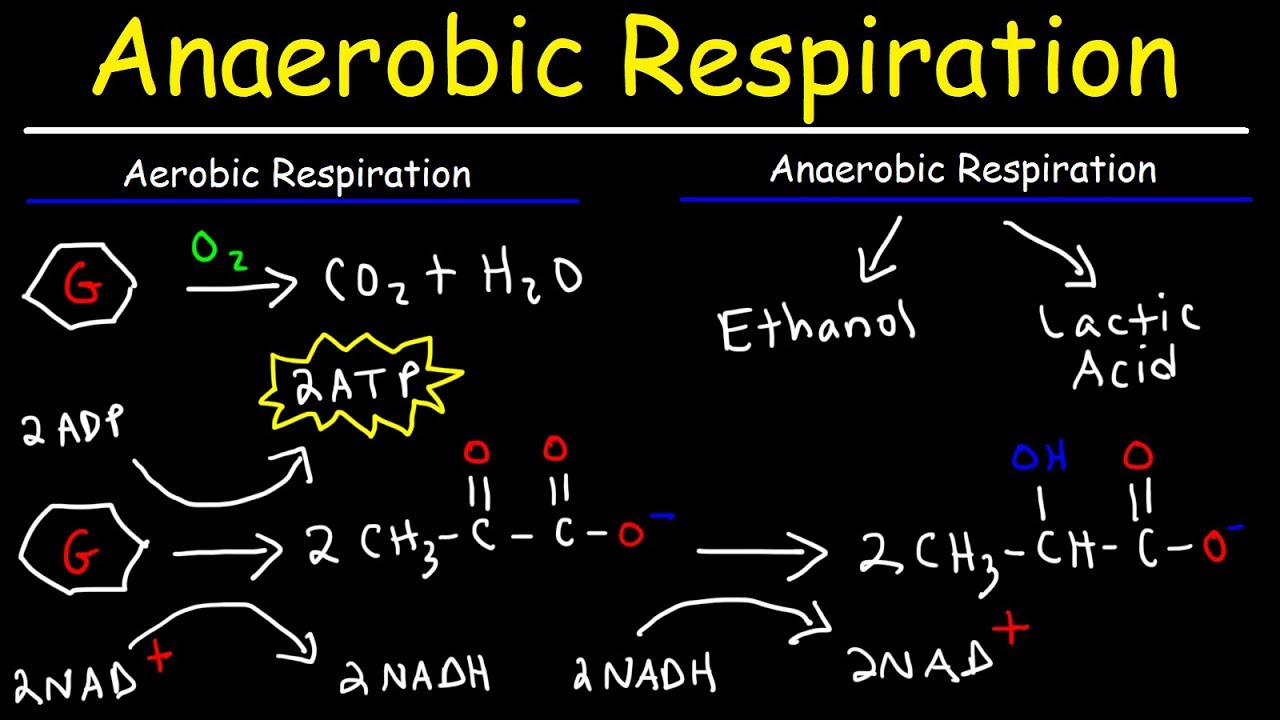 Is The Formula Of Aerobic And Aneorobic Respiration Correct Aerobic
