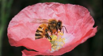 WHAT HAPPENS TO HONEY BEES IN THE WINTERS