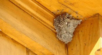 Why Pest Control is Necessary for a New Home?