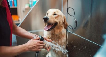 5 Best Portable Dog Washers We’ve Picked for UK. 2024